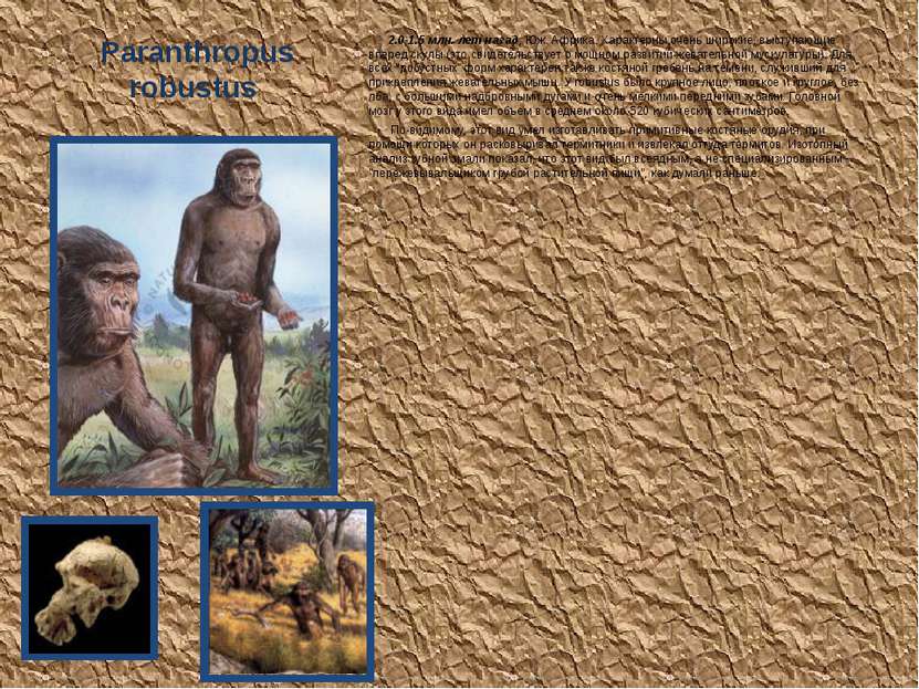 Paranthropus robustus 2.0-1.5 млн. лет назад, Юж. Африка. Характерны очень ши...