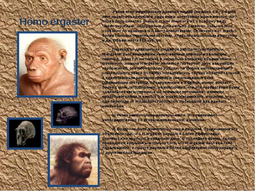 Homo ergaster Ранее этих африканских древних людей (живших 1.9 - 1.6 млн. лет...