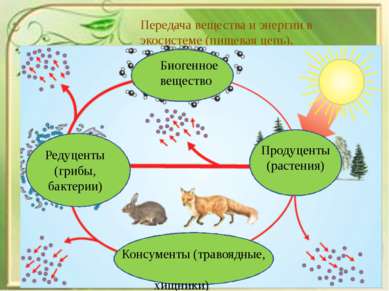 Составление схем переноса веществ и энергии в экосистемах пищевых цепей и сетей