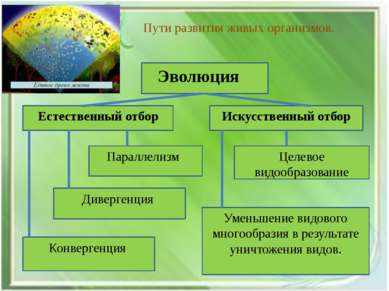 Пути развития живых организмов. Уменьшение видового многообразия в результате...