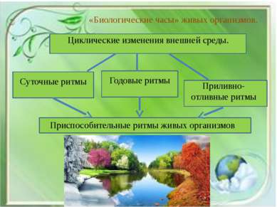 «Биологические часы» живых организмов. Циклические изменения внешней среды. С...