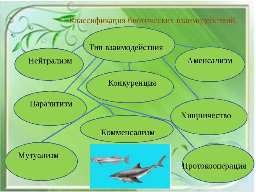 Классификация биотических взаимодействий. Нейтрализм Тип взаимодействия Конку...