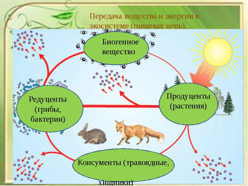 Передача вещества и энергии в экосистеме (пищевая цепь). Биогенное вещество Р...