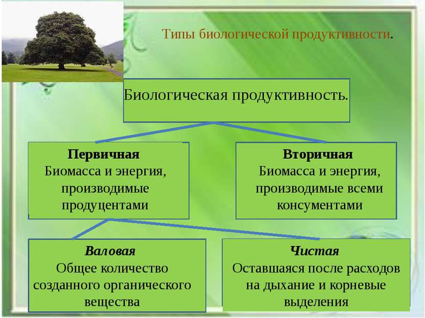 Типы биологической продуктивности. Биологическая продуктивность. Первичная Би...