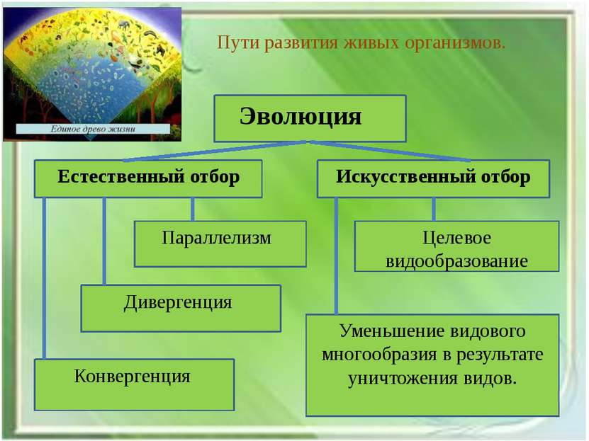 Пути развития живых организмов. Уменьшение видового многообразия в результате...