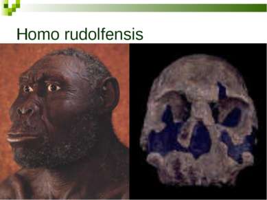 Homo rudolfensis