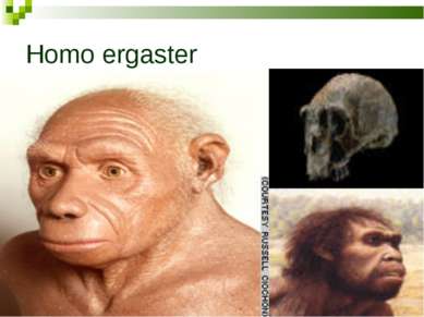 Homo ergaster