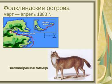 Фолклендские острова март — апрель 1883 г. Волкообразная лисица
