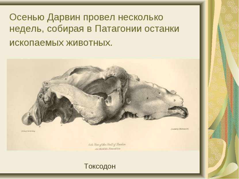 Осенью Дарвин провел несколько недель, собирая в Патагонии останки ископаемых...