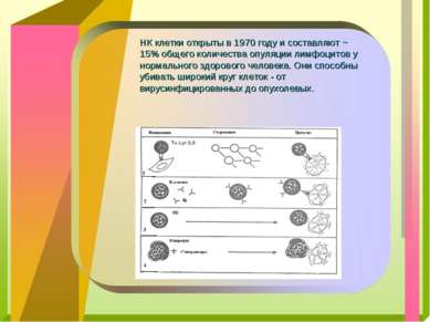 НК клетки открыты в 1970 году и составляют ~ 15% общего количества опуляции л...