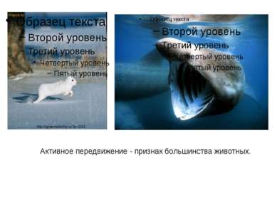 Активное передвижение - признак большинства животных. http://igraemsdetmy.ru/...