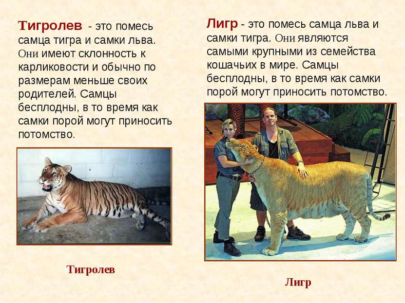 Лигр - это помесь самца льва и самки тигра. Они являются самыми крупными из с...