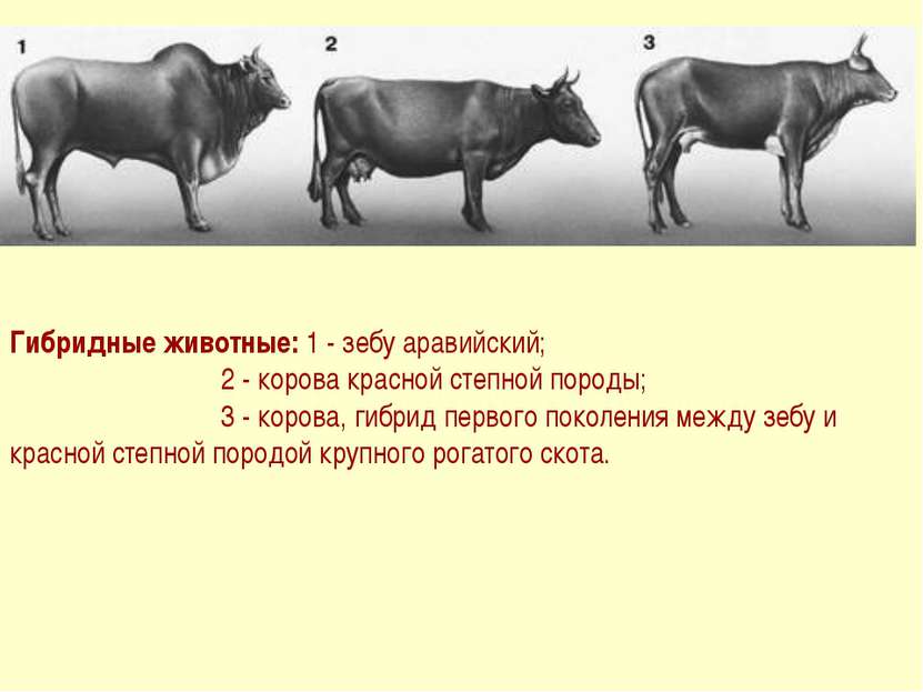 Гибридные животные: 1 - зебу аравийский; 2 - корова красной степной породы; 3...