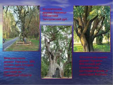 Мемориальное дерево Украины-  800-летняя липа Богдана Хмельницкого, растущая ...