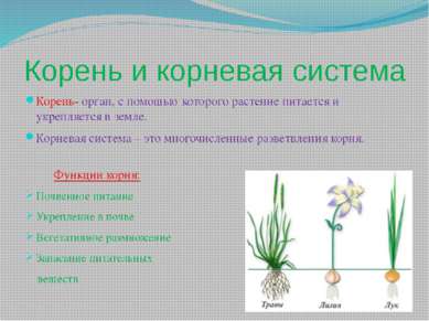 Корень и корневая система Корень- орган, с помощью которого растение питается...