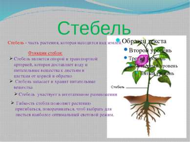 Стебель Стебель - часть растения, которая находится над землей. Стебель являе...