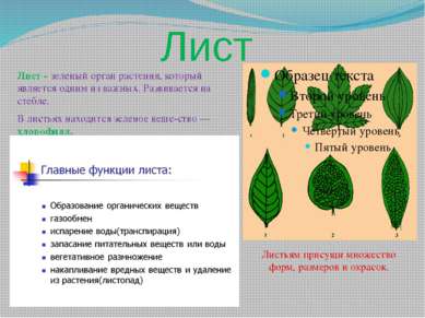 Лист Лист - зеленый орган растения, который является одним из важных. Развива...