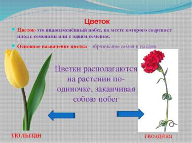 Цветок Цветок-это видоизменённый побег, на месте которого созревает плод с се...