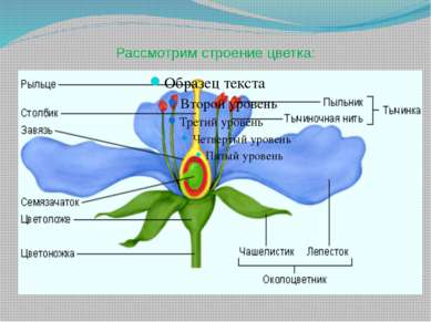 Рассмотрим строение цветка: