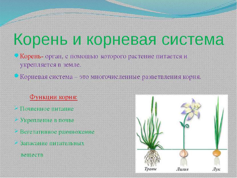Корень и корневая система Корень- орган, с помощью которого растение питается...