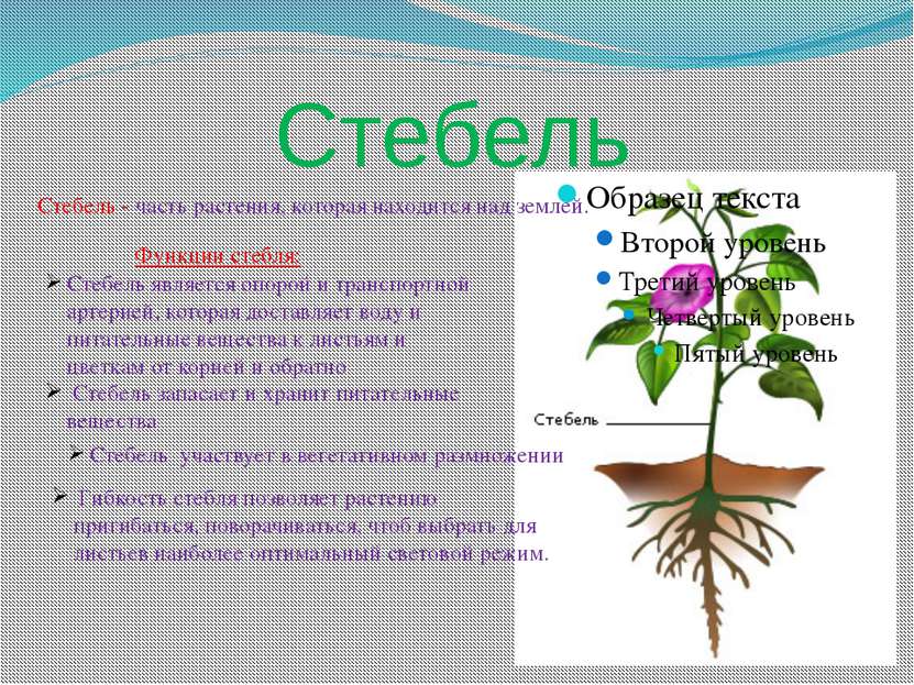 Стебель Стебель - часть растения, которая находится над землей. Стебель являе...