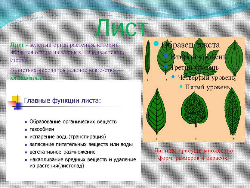 Лист Лист - зеленый орган растения, который является одним из важных. Развива...