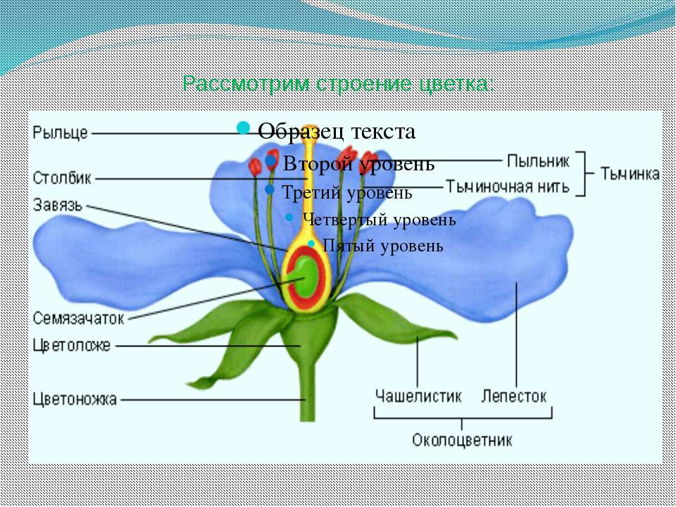Чашелистик тычиночная нить рыльце покажите стрелками. Строение цветка. Внутреннее строение растений. Картинка строение синего цветка. Внутрение строение растение.