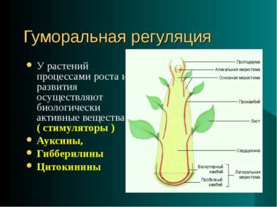 Гуморальная регуляция У растений процессами роста и развития осуществляют био...