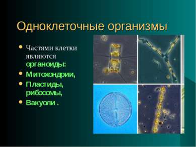 Одноклеточные организмы Частями клетки являются органоиды: Митохондрии, Пласт...