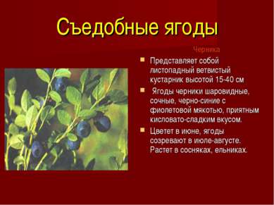 Съедобные ягоды Черника Представляет собой листопадный ветвистый кустарник вы...