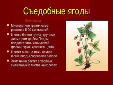 Съедобные ягоды Земляника Многолетнее травянистое растение 5-20 см высотой. Ц...