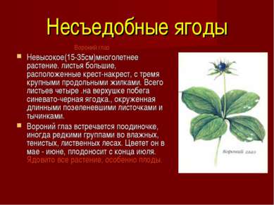 Несъедобные ягоды Вороний глаз  Невысокое(15-35см)многолетнее растение. листь...