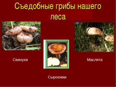 Съедобные грибы нашего леса Свинухи Сыроежки Маслята