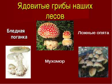 Ядовитые грибы наших лесов Бледная поганка Мухомор Ложные опята