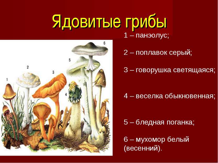 Ядовитые грибы 1 – панэолус; 2 – поплавок серый; 3 – говорушка светящаяся; 4 ...