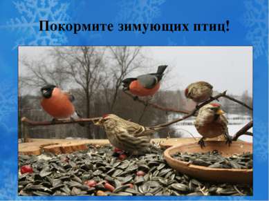 Покормите зимующих птиц!