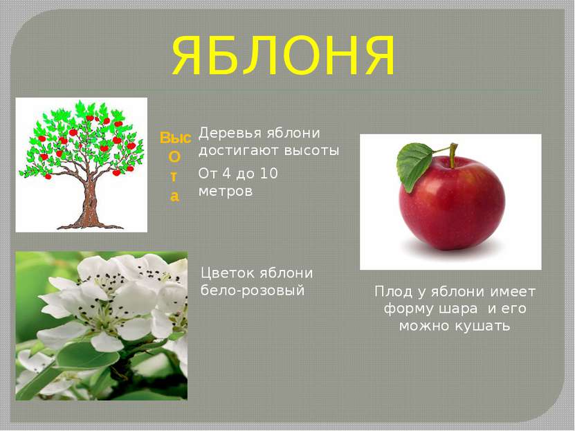 ЯБЛОНЯ Выс О т а От 4 до 10 метров Деревья яблони достигают высоты Цветок ябл...