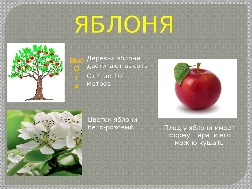 Презентация яблоня. Проект про яблоню. Сообщение о яблоне.