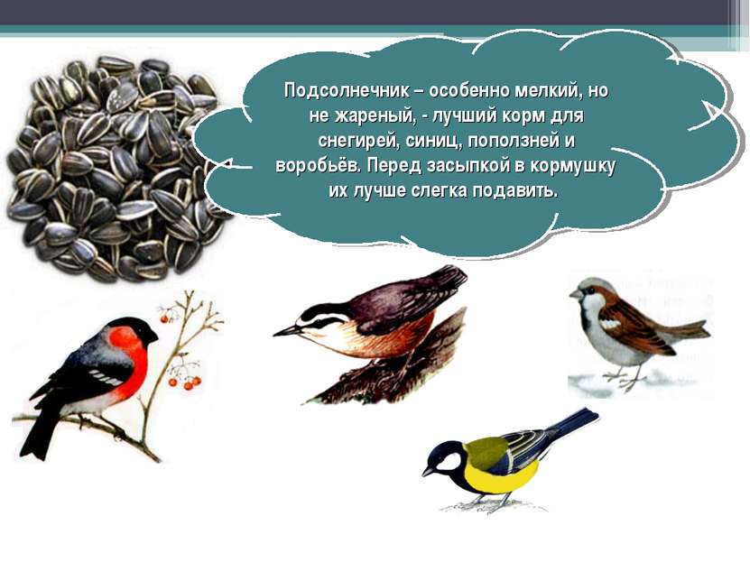 Подсолнечник – особенно мелкий, но не жареный, - лучший корм для снегирей, си...