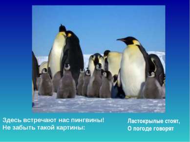 Здесь встречают нас пингвины!  Не забыть такой картины: Ластокрылые стоят,  О...