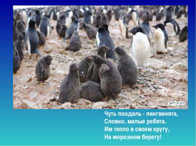 Чуть поодаль - пингвинята,  Словно, малые ребята. Им тепло в своем кругу,  На...