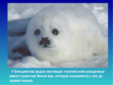 Белёк У большинства видов настоящих тюленей ново-рожденные имеют пушистый бел...