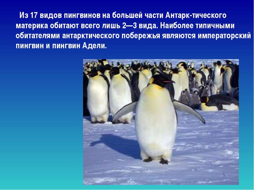 Из 17 видов пингвинов на большей части Антарк-тического материка обитают всег...