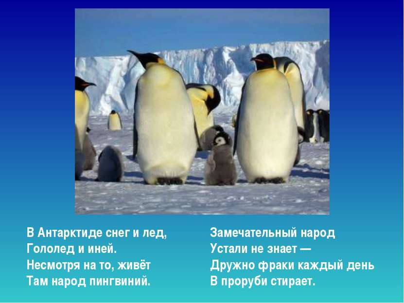 В Антарктиде снег и лед, Гололед и иней. Несмотря на то, живёт Там народ пинг...