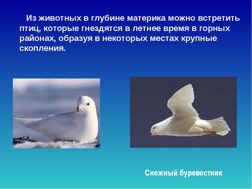 Из животных в глубине материка можно встретить птиц, которые гнездятся в летн...