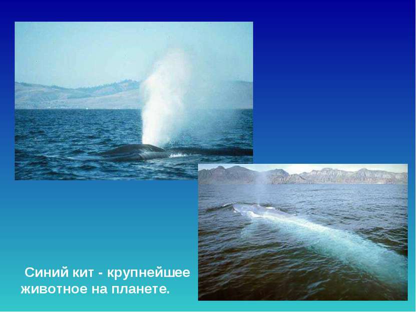 Синий кит - крупнейшее животное на планете. Синий кит - крупнейшее животное н...