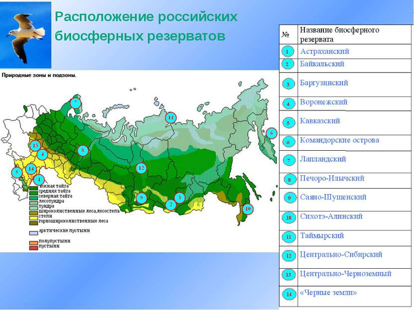 Расположение российских биосферных резерватов