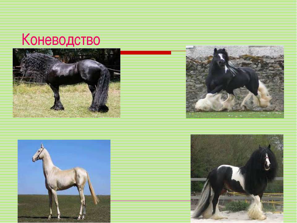 Собака 3 лошадь 5
