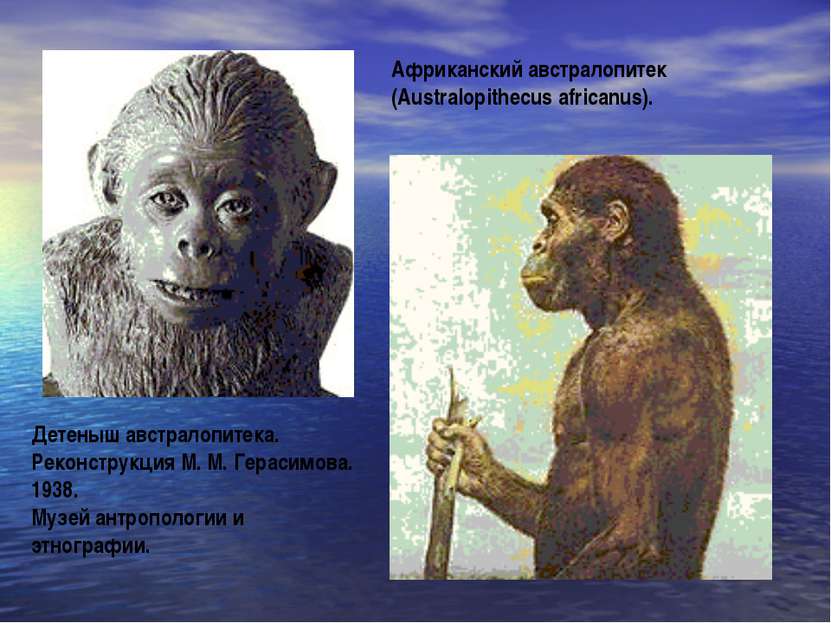 Африканский австралопитек (Australopithecus africanus). Детеныш австралопитек...