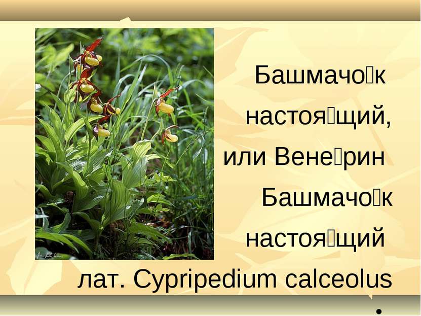 Башмачо к настоя щий, или Вене рин Башмачо к настоя щий лат. Cypripedium calc...